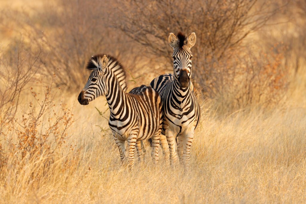 deux zèbres dans la savane. 